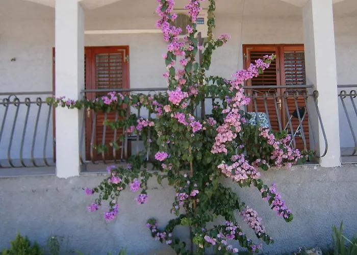 Bosiljka * 세비드